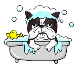 Pitbull &jungrai teddy sticker #5785076