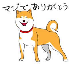 The faithful dog not a Shiba Inu 2nd sticker #5802309