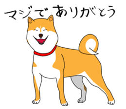 The faithful dog not a Shiba Inu 2nd sticker #5802309