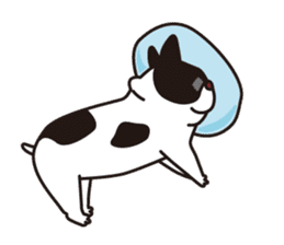 French Bulldog BOO (pied) sticker #5808508
