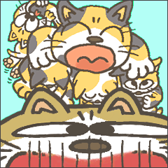 Cat / Chat 4 Picture only