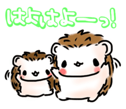 Softly little Hedgehogs 'Hari-san' 3 sticker #5821193