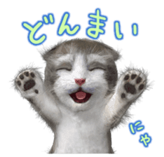 Cu Mofu Kitten2 sticker #5823574