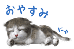 Cu Mofu Kitten2 sticker #5823582