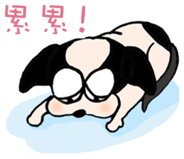 Chihuahua Bao's life diary sticker #5831944