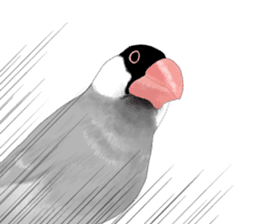 tyun-tyun birds sticker #5834201