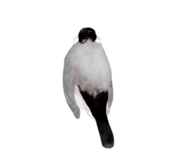 tyun-tyun birds sticker #5834216