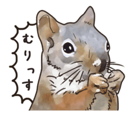 Watercolor squirrel sticker sticker #5836165