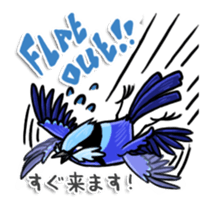 Splendid Fairy Wren sticker #5843337