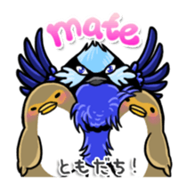 Splendid Fairy Wren sticker #5843345