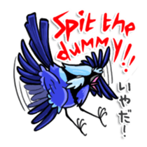 Splendid Fairy Wren sticker #5843352