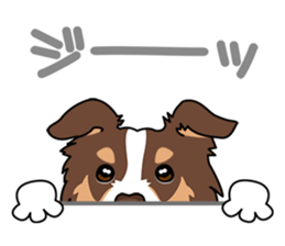 BORDERCOLLIE @ SURFBORDER sticker #5856097