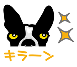 BORDERCOLLIE @ SURFBORDER sticker #5856112