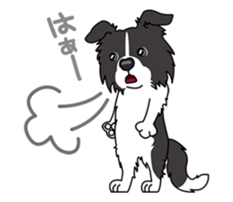 BORDERCOLLIE @ SURFBORDER sticker #5856116