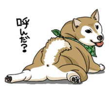 SHIBAKEN-BIYORI. sticker #5858419
