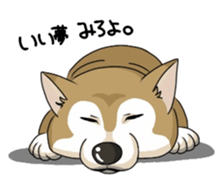 SHIBAKEN-BIYORI. sticker #5858421