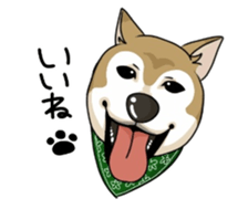 SHIBAKEN-BIYORI. sticker #5858423