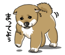 SHIBAKEN-BIYORI. sticker #5858428