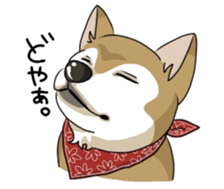 SHIBAKEN-BIYORI. sticker #5858441