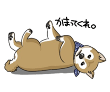 SHIBAKEN-BIYORI. sticker #5858445