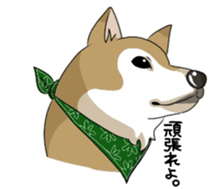 SHIBAKEN-BIYORI. sticker #5858446