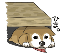 SHIBAKEN-BIYORI. sticker #5858447