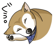 SHIBAKEN-BIYORI. sticker #5858449