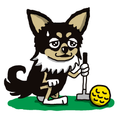 A golf of Chihuahua "CICCI" (English)