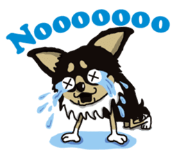 A golf of Chihuahua "CICCI" (English) sticker #5860541