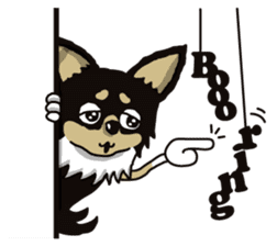 A golf of Chihuahua "CICCI" (English) sticker #5860547