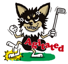 A golf of Chihuahua "CICCI" (English) sticker #5860561