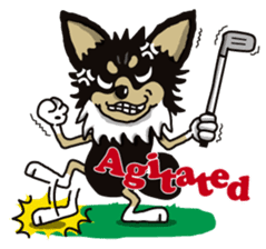 A golf of Chihuahua "CICCI" (English) sticker #5860561