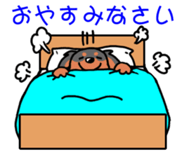 Cavalier KCS Blenheim+Tricolor+Ruby+B&T sticker #5862389