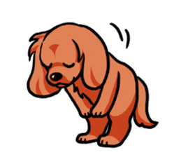 Cavalier KCS Blenheim+Tricolor+Ruby+B&T sticker #5862400