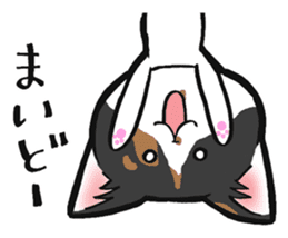 KANSAI- dialect CATS sticker #5885495