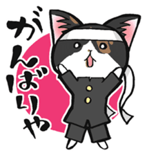 KANSAI- dialect CATS sticker #5885508