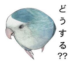 Pisuke of the lovebird sticker #5888641