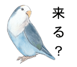 Pisuke of the lovebird sticker #5888653