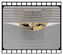 3D animal cat sticker #5890321