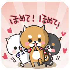 Japanese midget Shiba