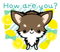 Kawaii Chihuahua 4 (English) sticker #5916561