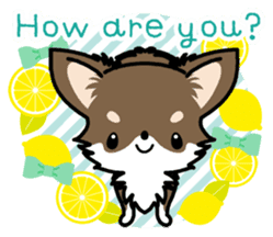 Kawaii Chihuahua 4 (English) sticker #5916561