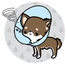 Kawaii Chihuahua 4 (English) sticker #5916592