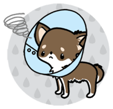 Kawaii Chihuahua 4 (English) sticker #5916592