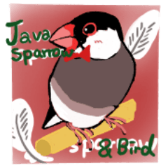 Everyday javasparrow and Parakeet