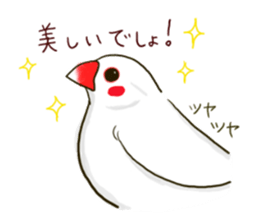 Everyday javasparrow and Parakeet sticker #5926762