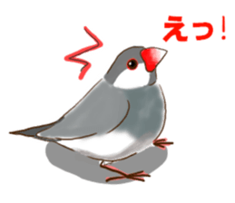 Everyday javasparrow and Parakeet sticker #5926764