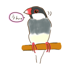 Everyday javasparrow and Parakeet sticker #5926766