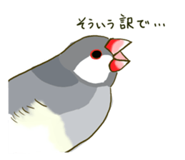 Everyday javasparrow and Parakeet sticker #5926767