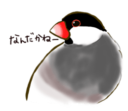 Everyday javasparrow and Parakeet sticker #5926773